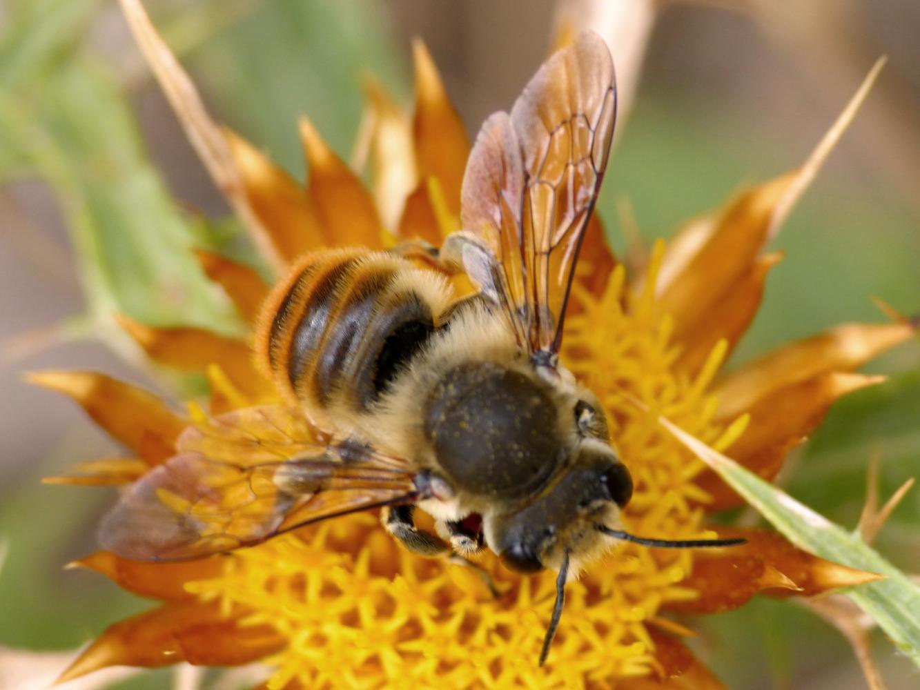 Grosso Megachile sp.